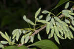 Eastern swamp privet